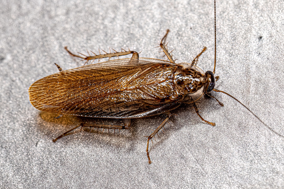 Barata de madeira adulta da família Ectobiidae