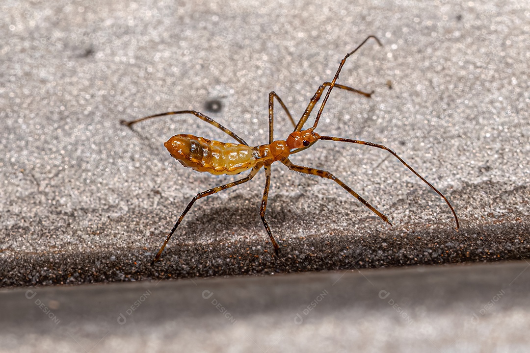 Assassin Bug Ninfa da Tribo Harpactorini.