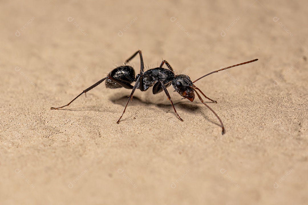 Formiga carpinteira fêmea adulta do gênero Camponotus.