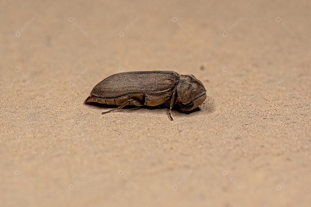 Inseto besouro adulto da família Ptinidae.