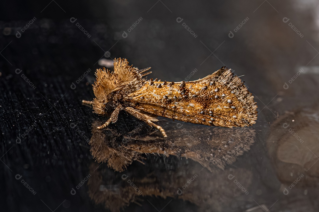 Mariposa tuberosa adulta do gênero Acrolophus.