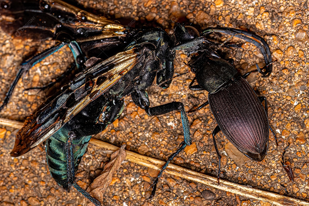 Besouro terrestre adulto da espécie Neoaulacoryssus speciosus comendo uma Vespa Tarântula-falcão adulta morta do gênero Pepsis.