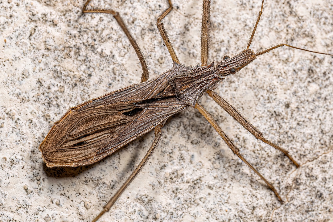 Inseto Assassino Adulto do Gênero Stenopoda.