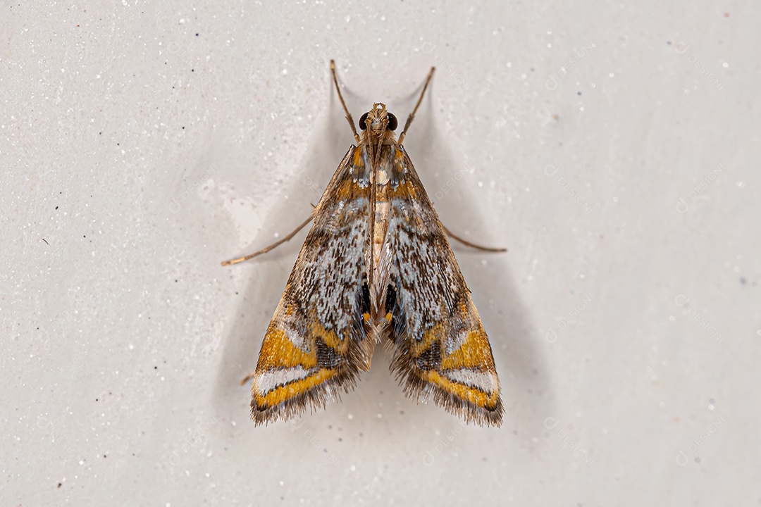 Escaravelho marrom adulto da família Scarabaeidae.