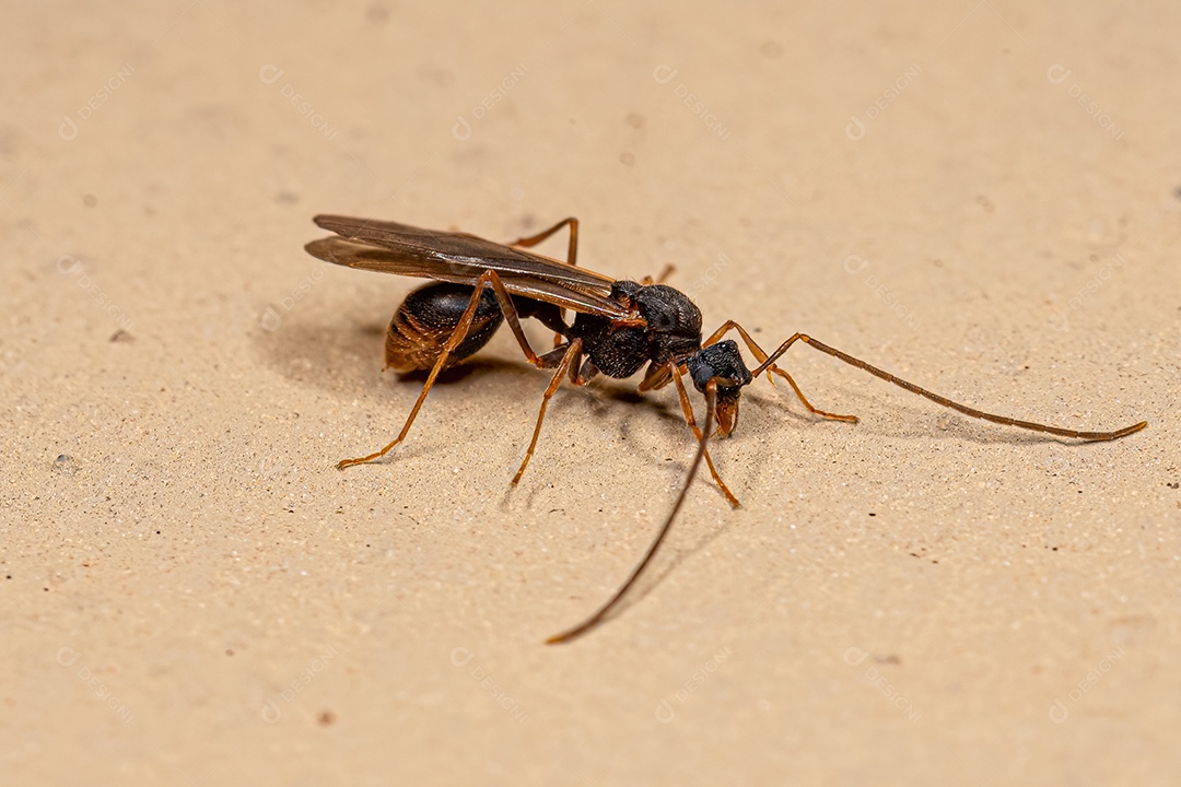 Formiga mirmicina adulta macho da subfamília Myrmicinae.