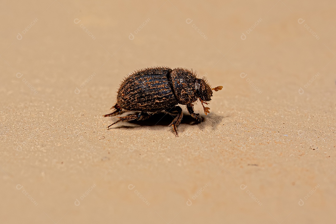 Besouro de estrume pequeno adulto da subfamília Scarabaeinae.