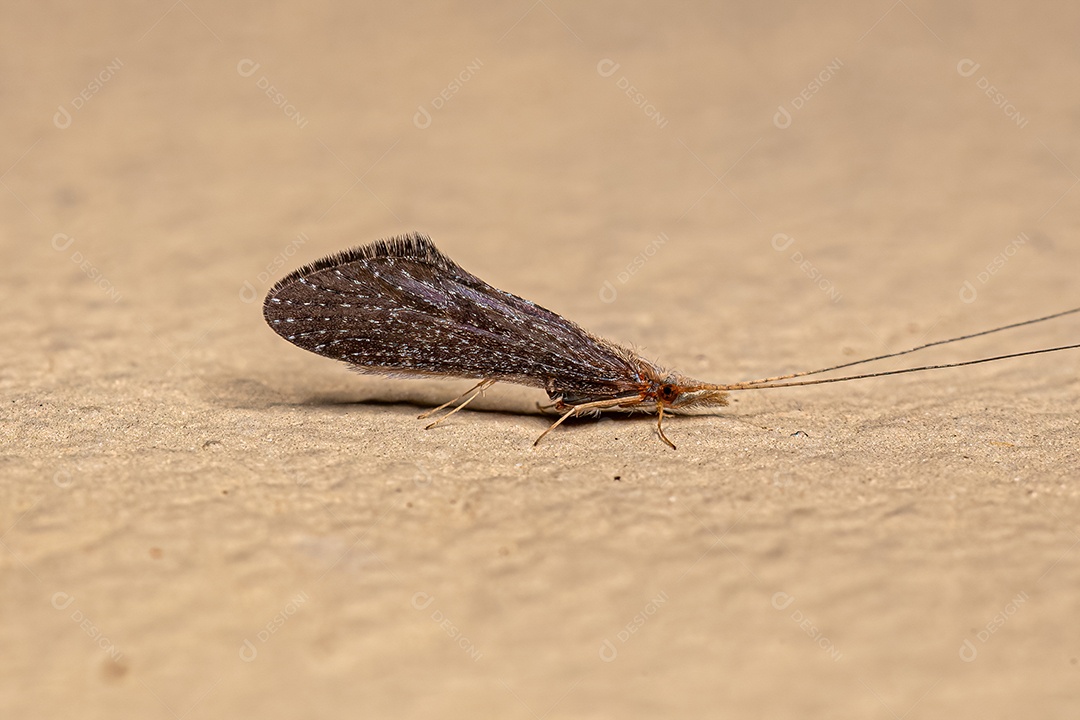 Inseto Caddisfly Adulto da Ordem Trichoptera.