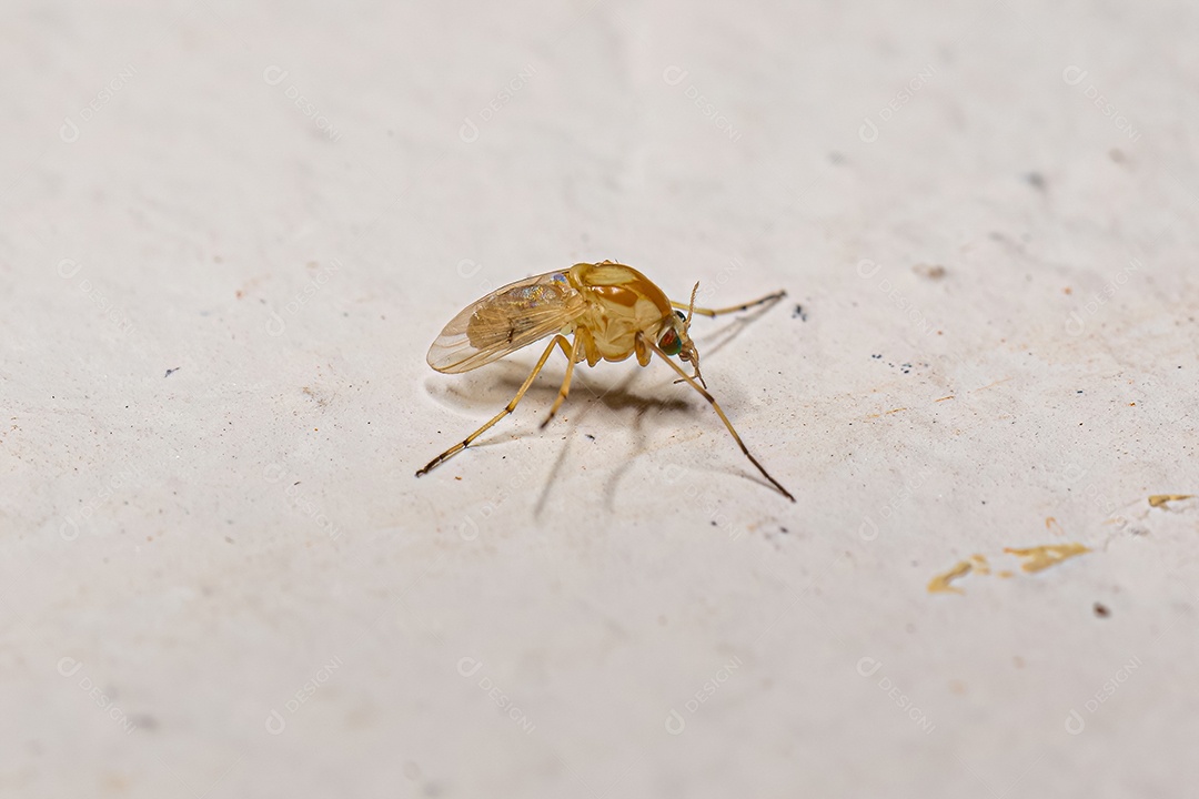 Midge não mordedor adulto da família Chironomidae.