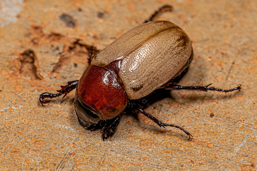 Escaravelho marrom adulto da espécie Cyclocephala melanocephala.