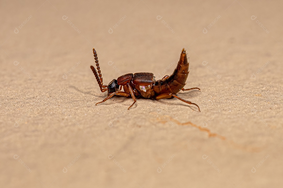 Besouro rove adulto da família Staphylinidae.