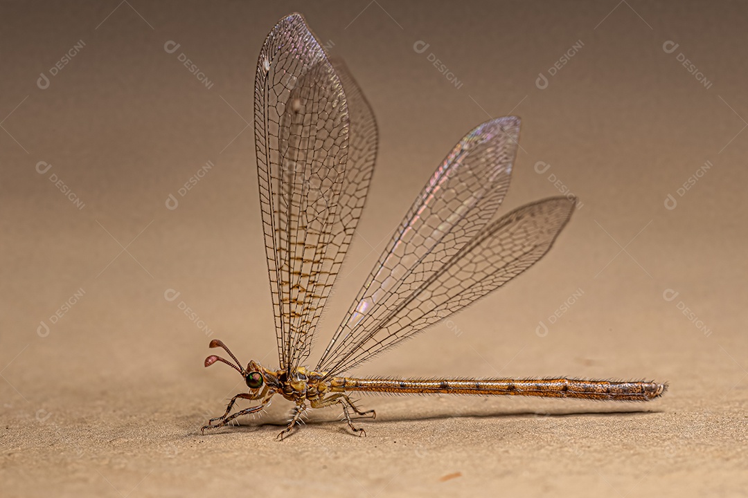 Inseto Antlion adulto da família Myrmeleontidae.