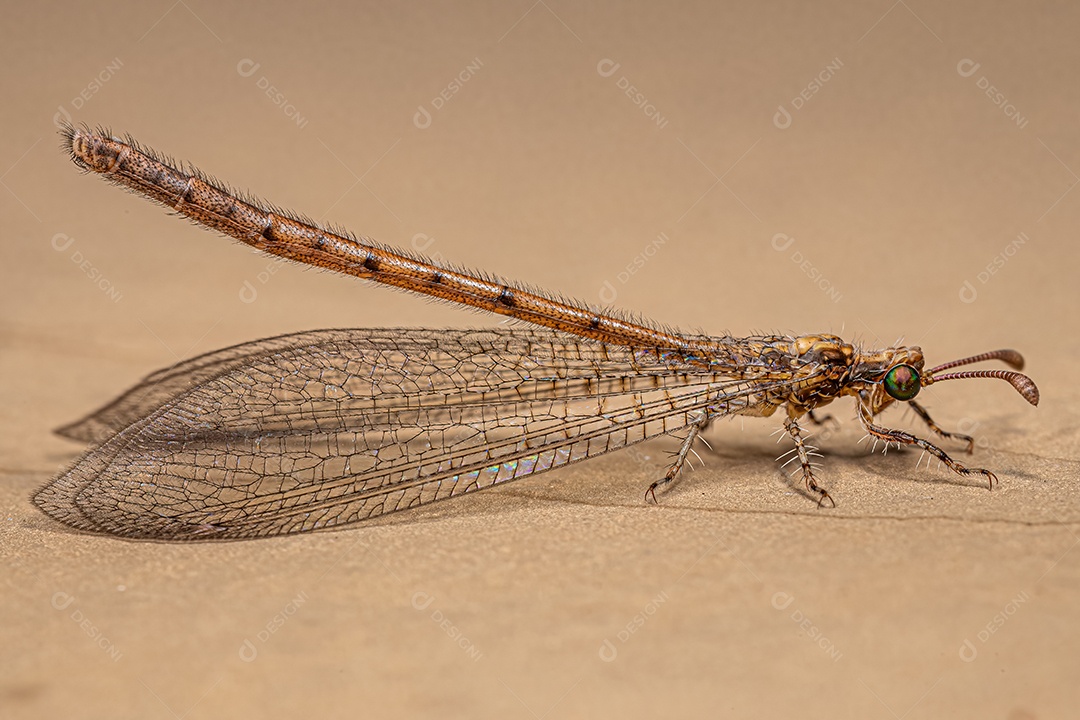 Inseto Antlion adulto da família Myrmeleontidae.