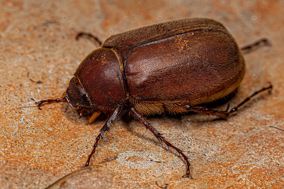 Besouro junho adulto da subfamília Melolonthinae.