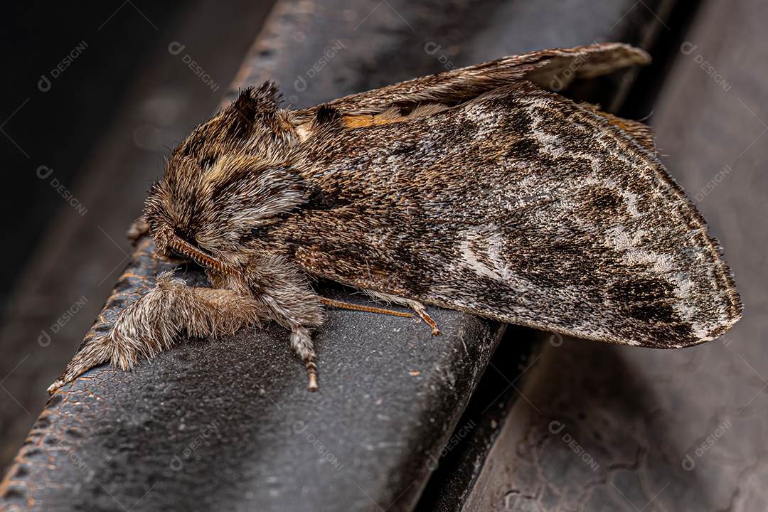 Inseto mariposa proeminente adulto da espécie Peroara sylvestris.