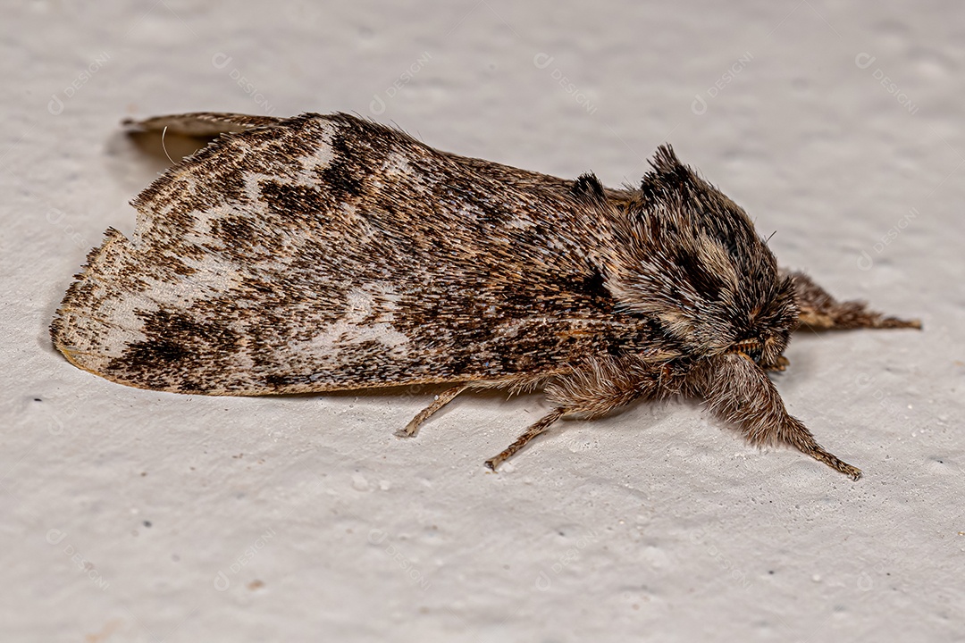 Inseto mariposa proeminente adulto da espécie Peroara sylvestris.