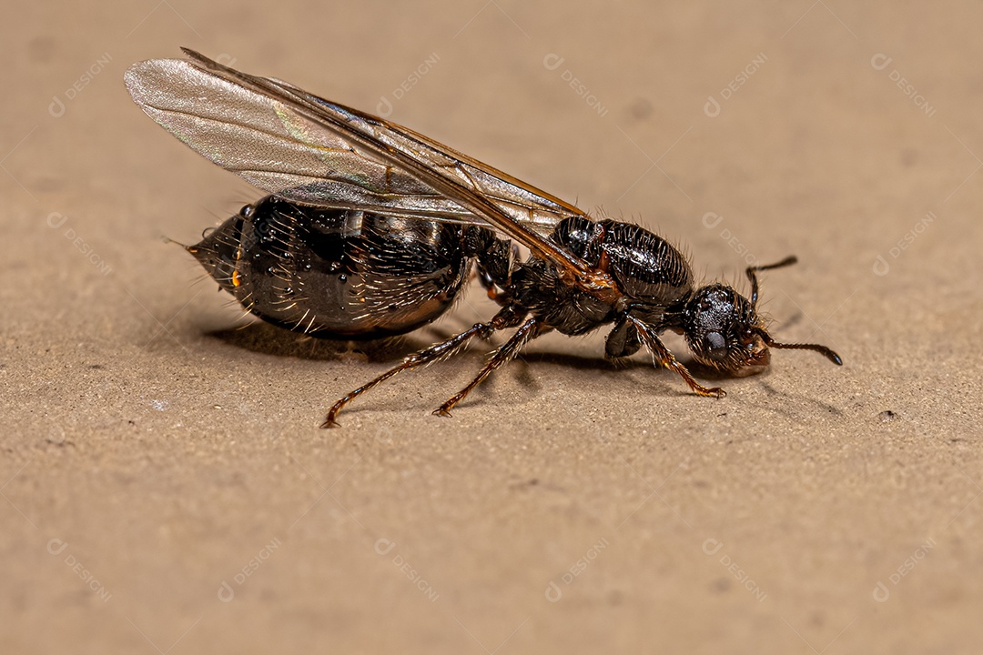 Formiga coquetel fêmea adulta do gênero Crematogaster.