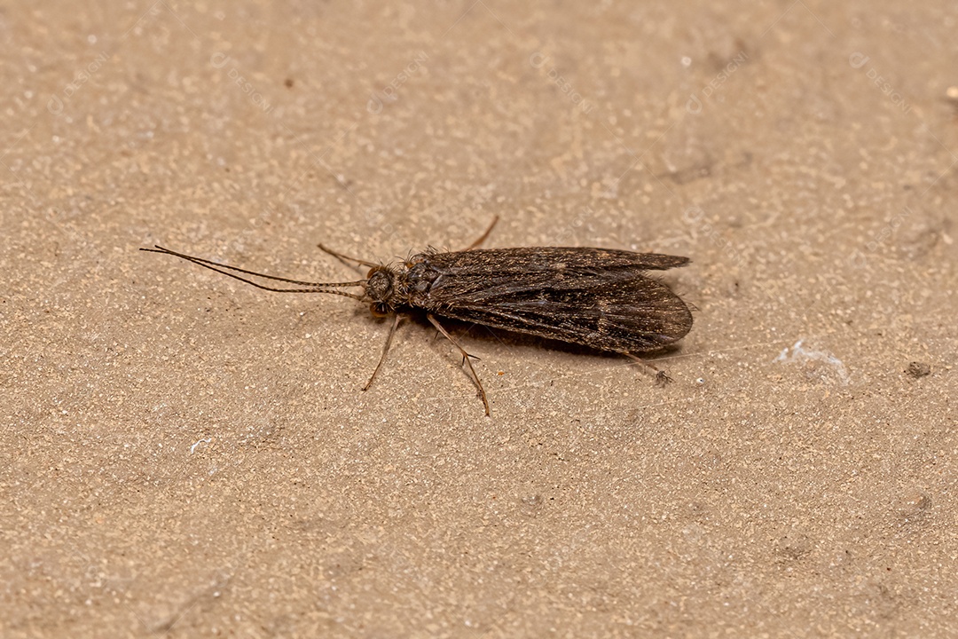 Inseto Caddisfly Adulto da Ordem Trichoptera.