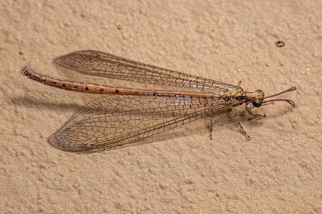 Inseto Antlion adulto da família Myrmeleontidae.