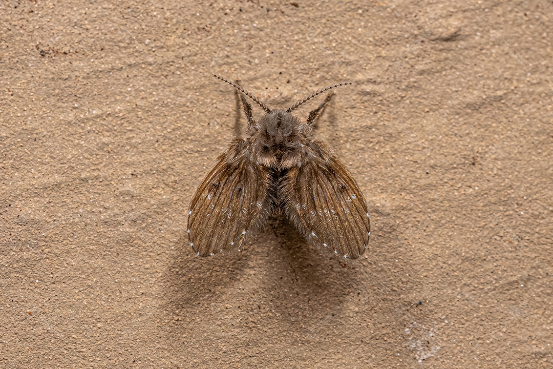 Mariposa adulta da espécie Clogmia albipunctata.