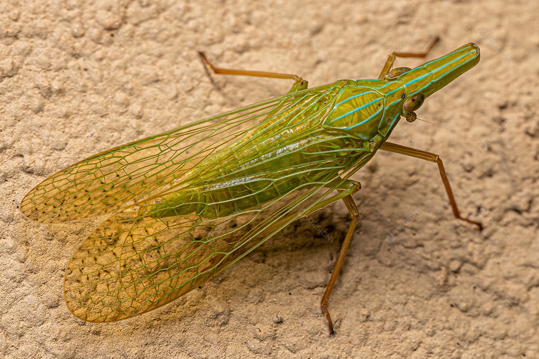 Adulto Dictyopharid Planthopper Inseto da família Dictyopharidae que se parece com um gavial ou crocodilo.