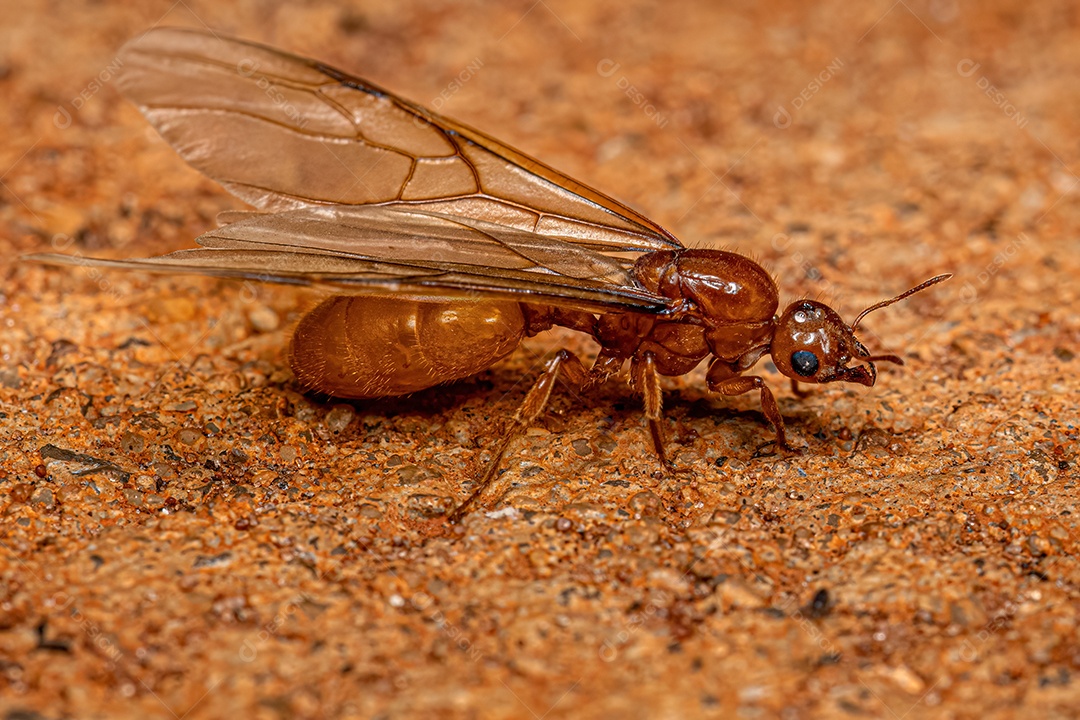 Fêmea adulta Ladra Alada Rainha Formiga do Gênero Carebara.