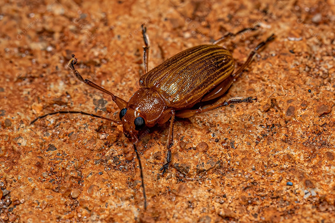 Besouro de folha adulta amarela do gênero Metaxyonycha.