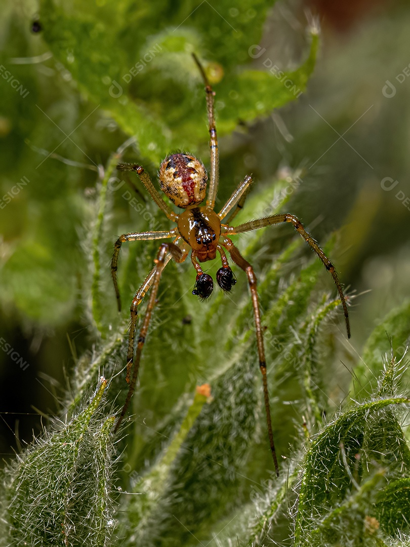 Pequena aranha teia de aranha macho da família Theridiidae.