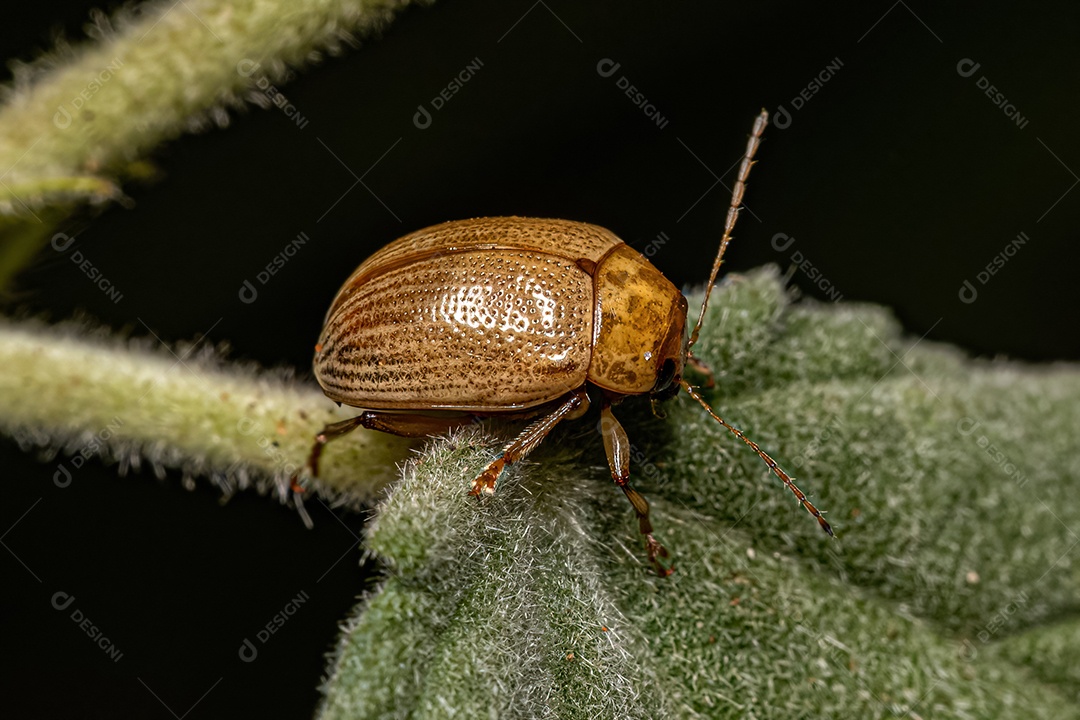 Besouro da folha adulto da subfamília Eumolpinae.