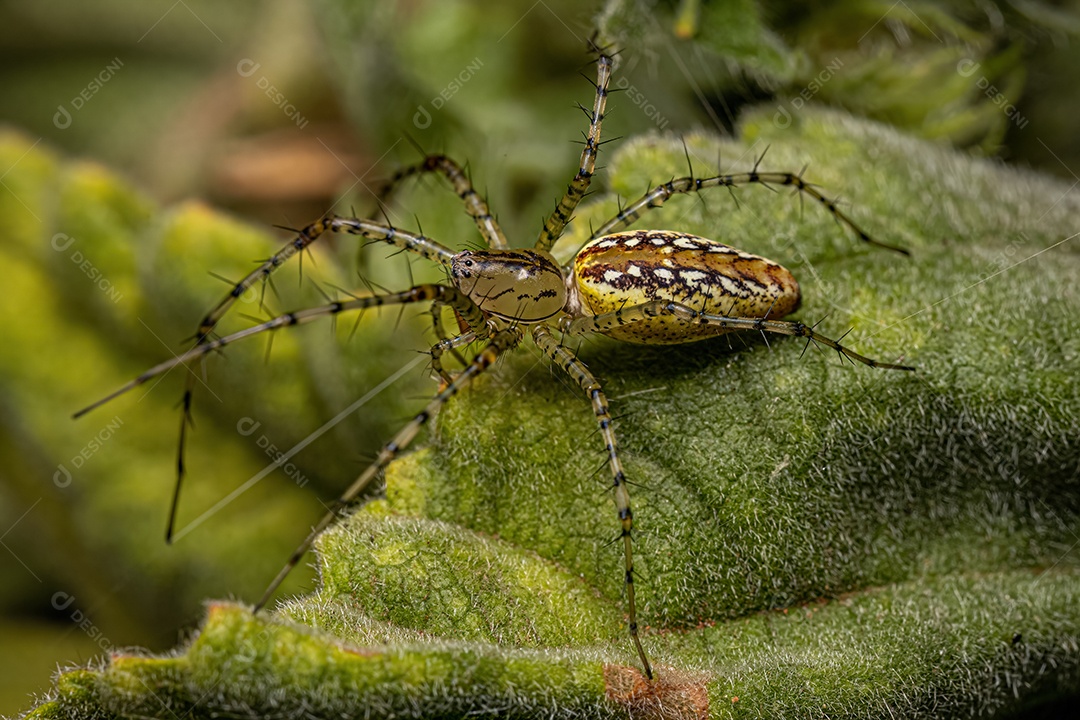 Aranha lince fêmea adulta da espécie Peucetia flava.