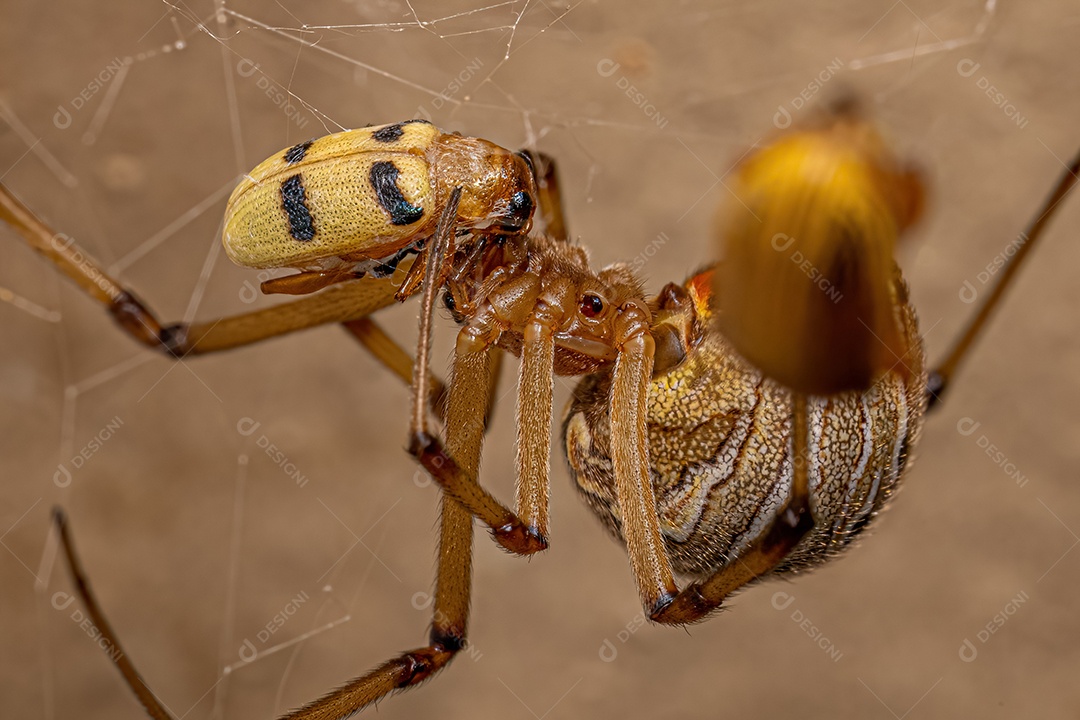 Aranha viúva marrom adulta fêmea da espécie Latrodectus geometricus atacando um besouro adulto amarelo da espécie Metaxyonycha parallela.