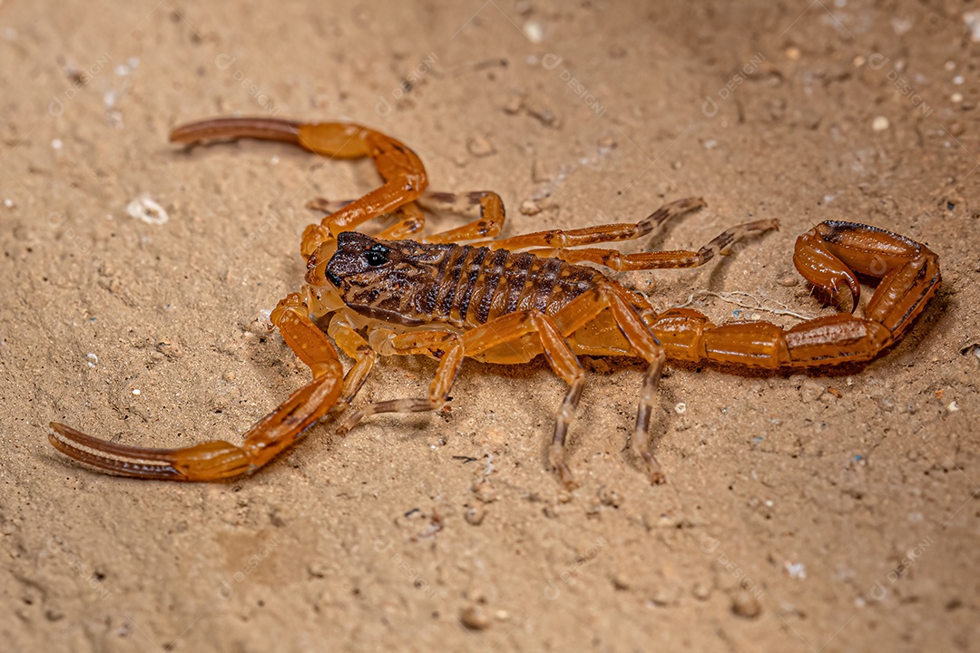 Pequeno Escorpião Amarelo Brasileiro Fêmea da espécie Tityus serrulatus.