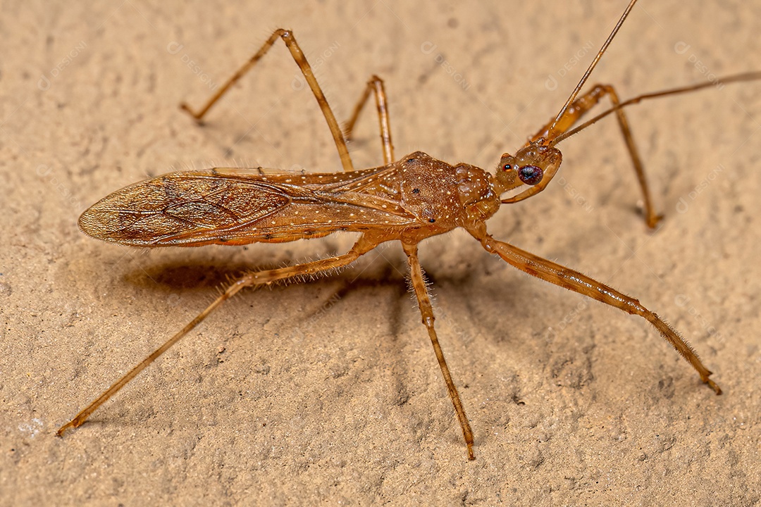 Inseto Assassino Adulto do Gênero Heza.