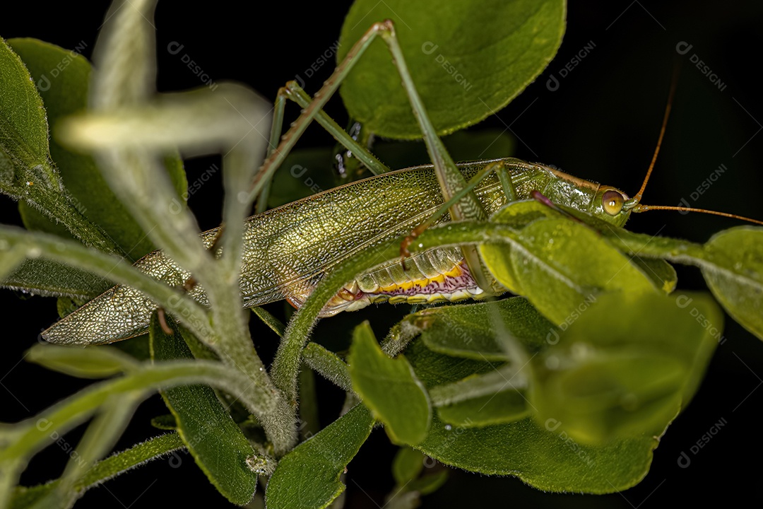 Folha adulta Katydid da tribo Scudderiini.