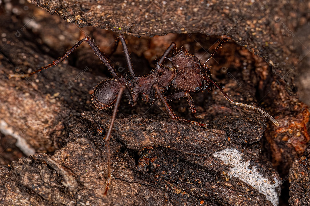 Formiga cortadeira Atta adulta do gênero Atta.
