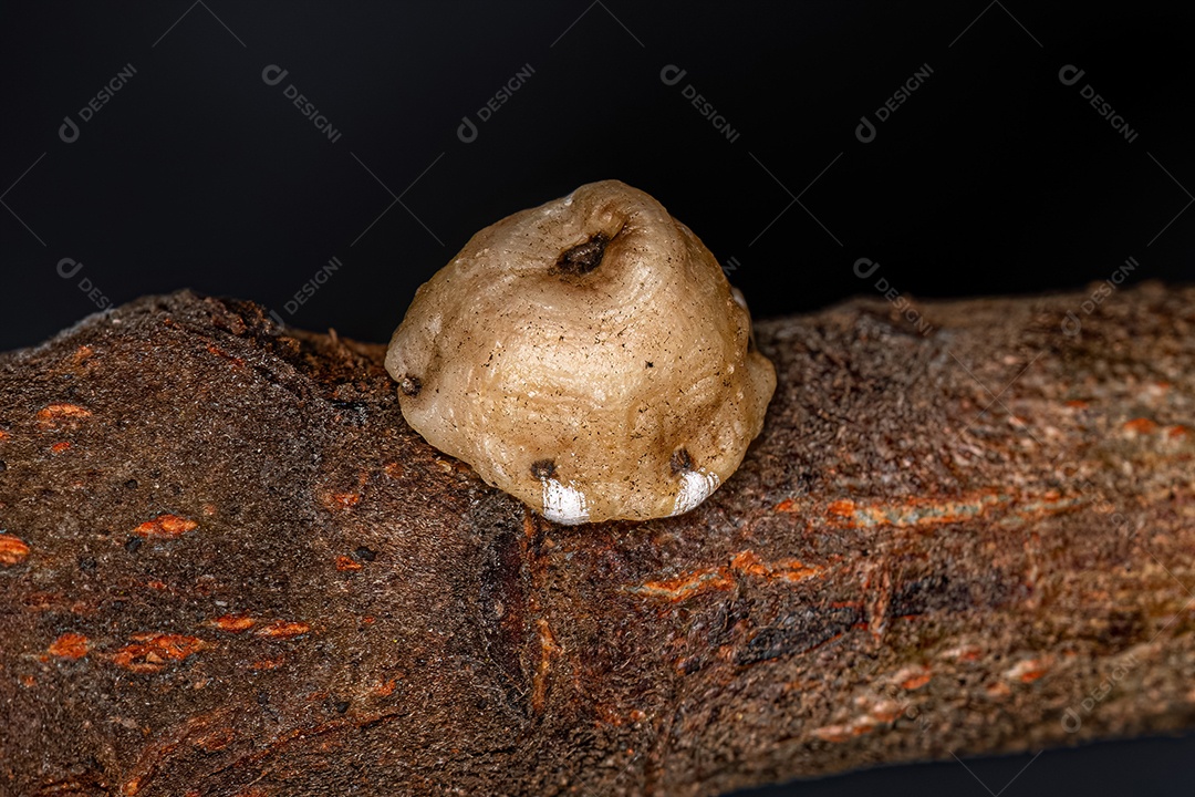 Escamas de tartaruga branca da família Coccidae.