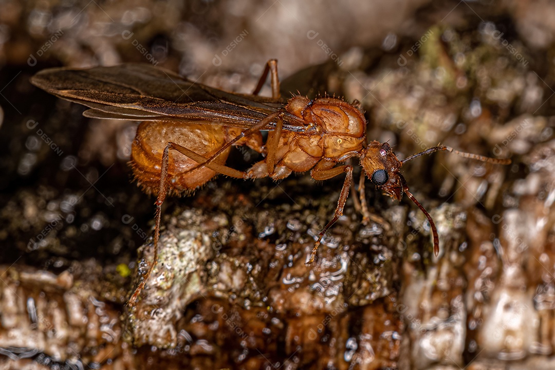 Macho alado adulto Acromyrmex Formiga cortadeira do gênero Acromyrmex.