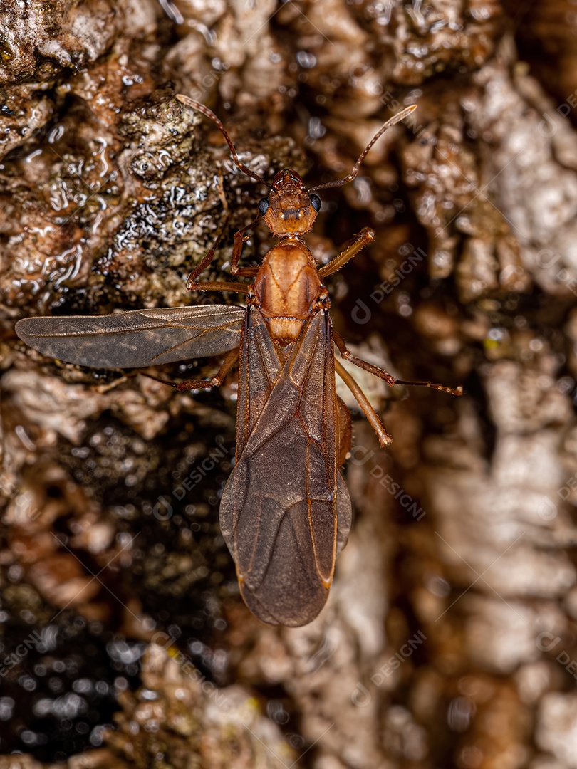 Macho alado adulto Acromyrmex Formiga cortadeira do gênero Acromyrmex.