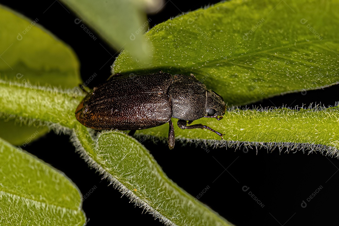 Besouro Darkling adulto da tribo Epitragini.