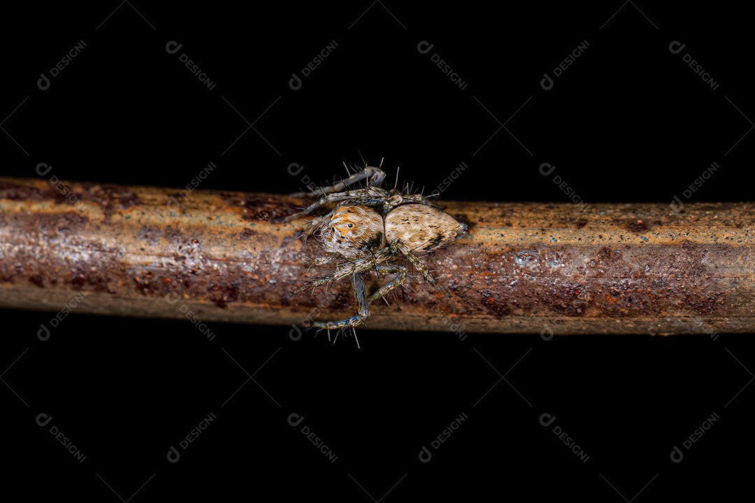 Pequena Aranha Lince da espécie Família Oxyopidae.