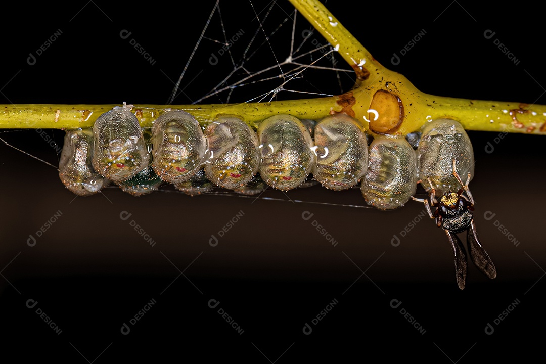 Vespa calcidóide adulta do gênero Neorileya parasitando ovos de percevejos.