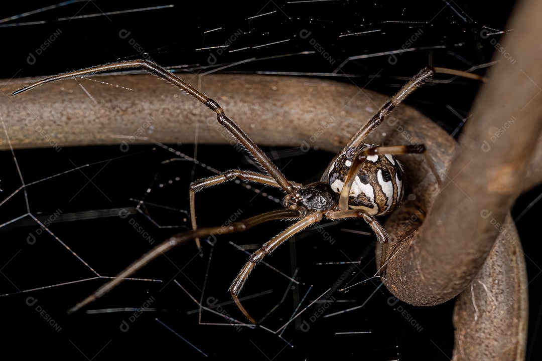 Aranha Viúva Marrom Adulto Fêmea da espécie Latrodectus geometricus.