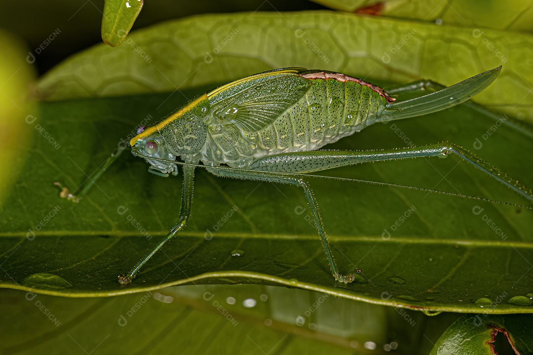 Folha adulta Katydid do gênero Grammadera.
