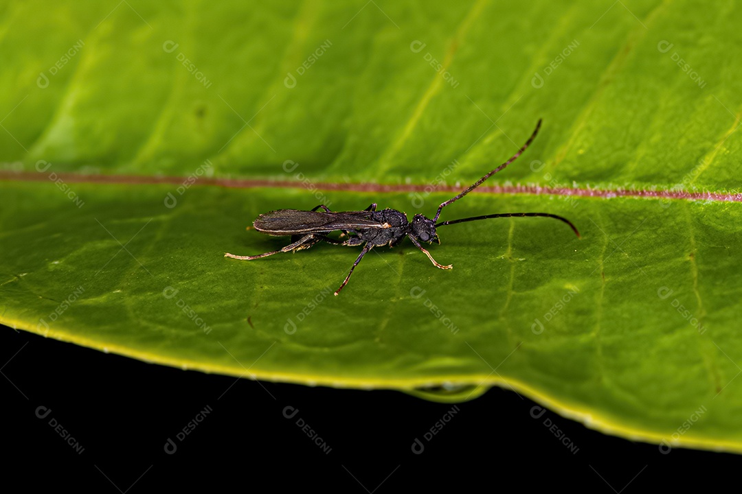 Formiga mirmicina adulta macho da subfamília Myrmicinae.