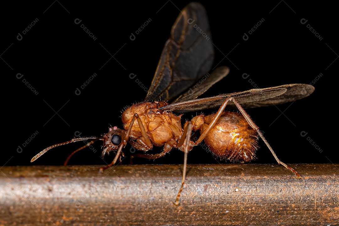 Macho alado adulto Acromyrmex Formiga cortadeira do gênero Acromyrmex.