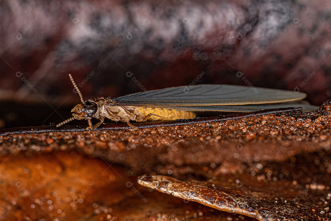 Cupim superior adulto da família Termitidae.