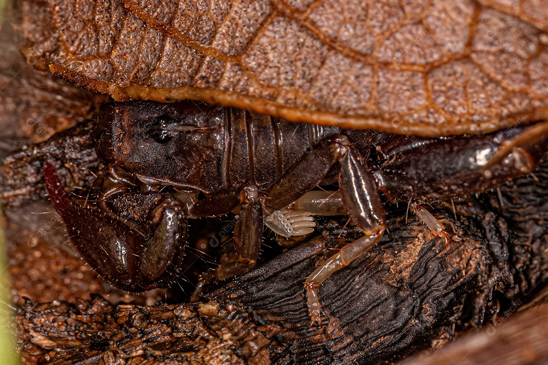Pequeno Escorpião Negro da Família Bothriuridae.