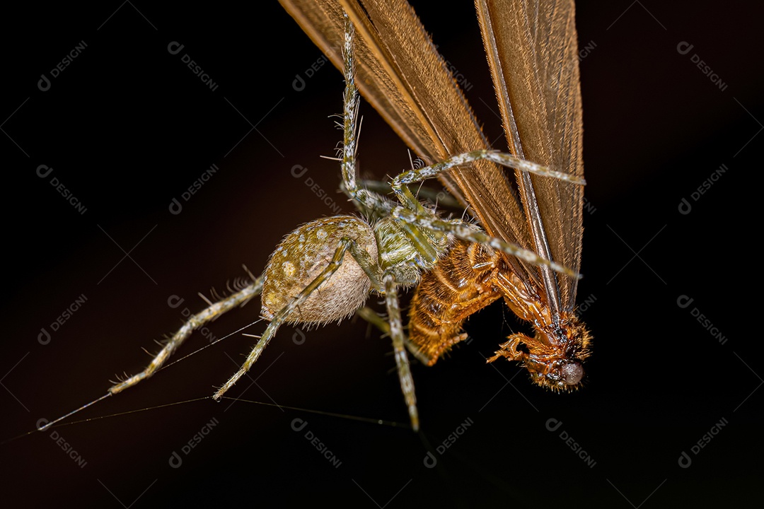 Pequena aranha de teia de berçário do gênero Thaumasia atacando um cupim.