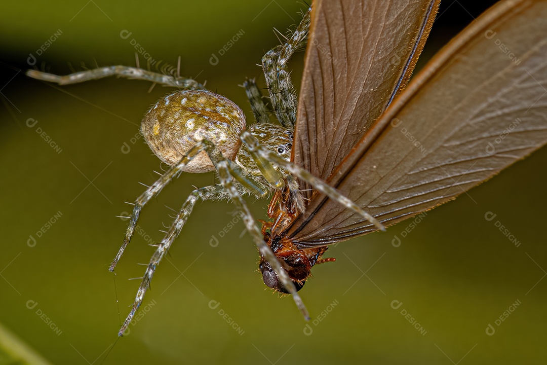 Pequena aranha de teia de berçário do gênero Thaumasia atacando um cupim.