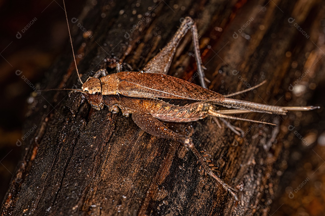 Grilo Verdadeiro Adulto do Gênero Eneoptera.