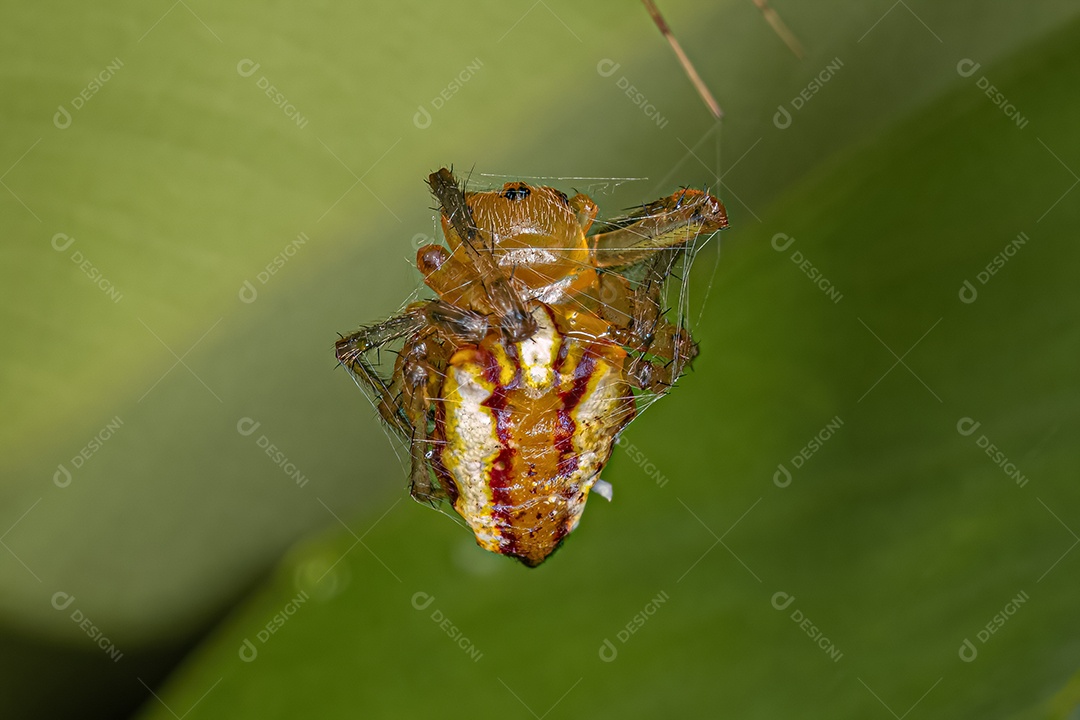 Aranha Orbweaver adulta morta típica do gênero Alpaida.